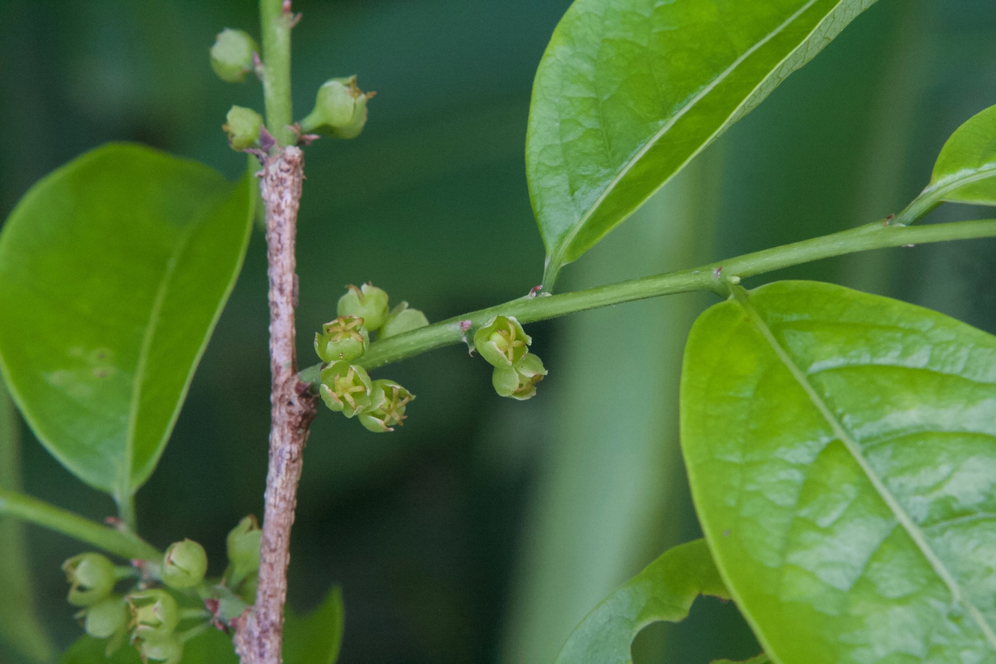 Margaritaria nobilis